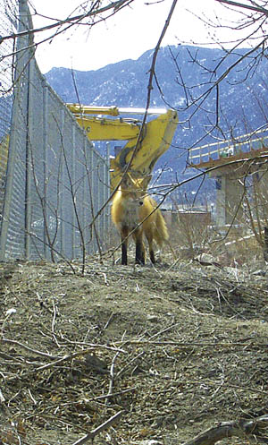 Amid the Bijou Street bridge construction, a fox contemplates its next move this week.
Westside Pioneer photo