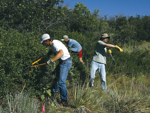 Medicine Wheel volunteers Aaron Rosenthal (left), Paul
Mead and Craig Carroll were clearing a path for the future
mountain bike trail in Bear Regional Creek Park July 7.
Westside Pioneer photo