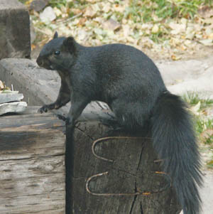 Black squirrels such as this one are unusual on the
Westside, but just as likely to carry plague fleas as any 
other types that live in trees.
Westside Pioneer photo